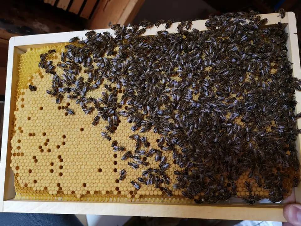 Utrinki iz čebelnjaka 26